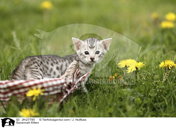 Savannah Ktzchen / Savannah Kitten / JH-27785