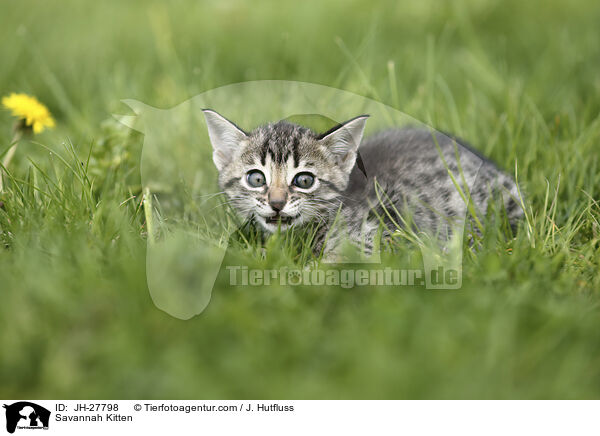 Savannah Kitten / JH-27798
