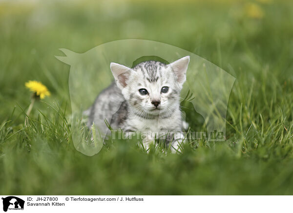 Savannah Ktzchen / Savannah Kitten / JH-27800