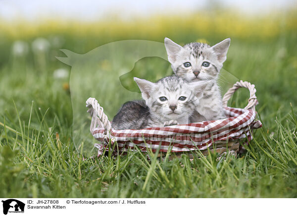Savannah Kitten / JH-27808
