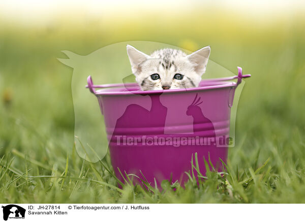 Savannah Ktzchen / Savannah Kitten / JH-27814