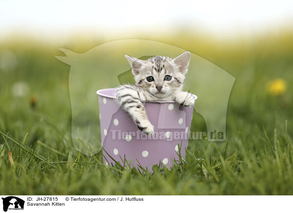 Savannah Ktzchen / Savannah Kitten / JH-27815