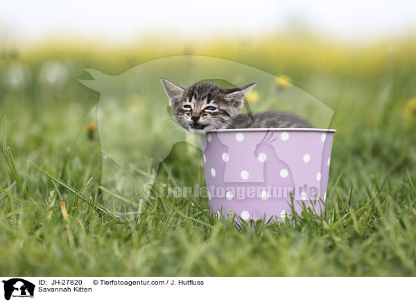 Savannah Ktzchen / Savannah Kitten / JH-27820