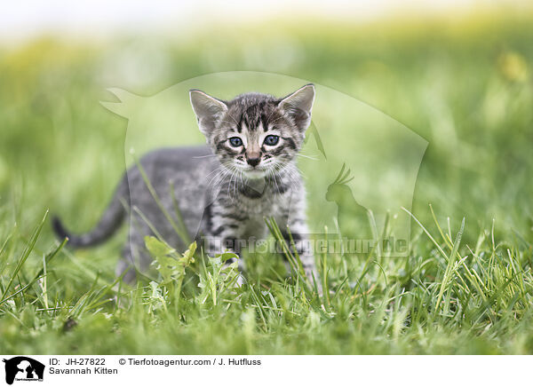 Savannah Kitten / JH-27822