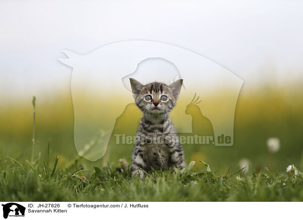 Savannah Ktzchen / Savannah Kitten / JH-27826