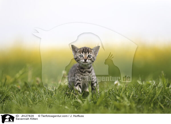 Savannah Ktzchen / Savannah Kitten / JH-27828