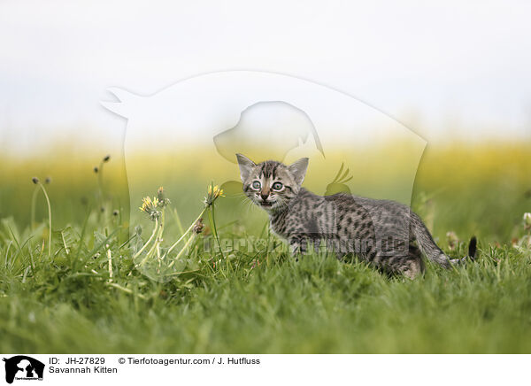 Savannah Kitten / JH-27829