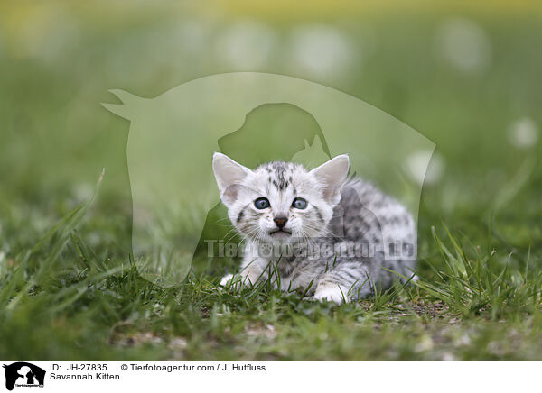 Savannah Ktzchen / Savannah Kitten / JH-27835