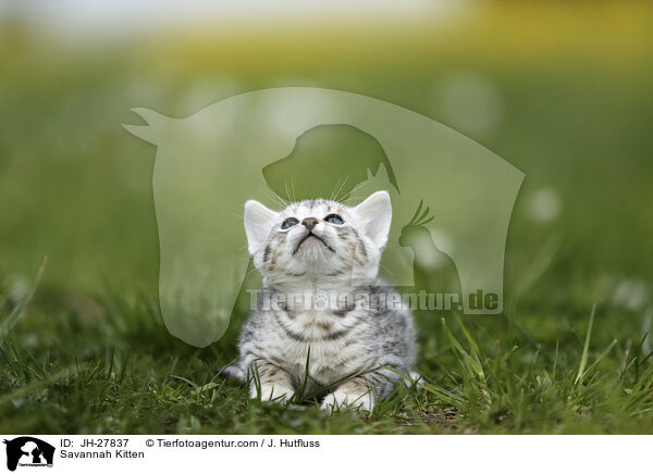 Savannah Ktzchen / Savannah Kitten / JH-27837