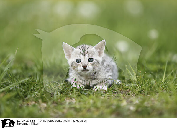 Savannah Ktzchen / Savannah Kitten / JH-27838