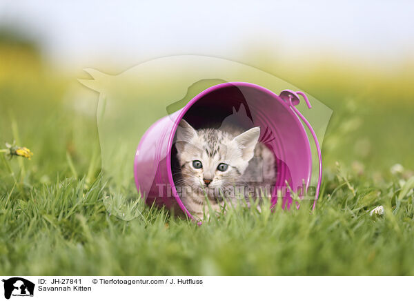 Savannah Ktzchen / Savannah Kitten / JH-27841