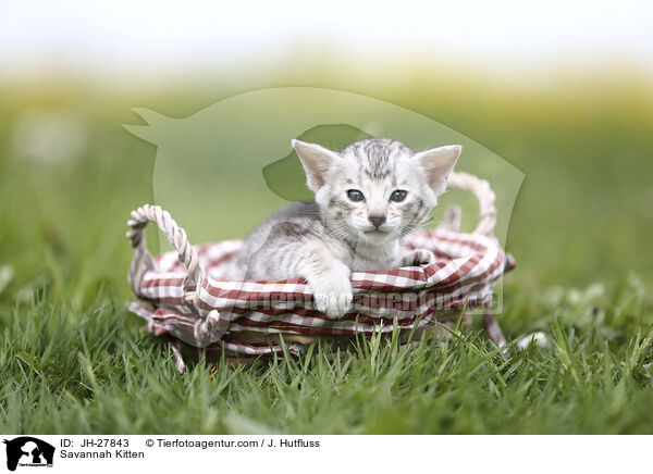 Savannah Kitten / JH-27843
