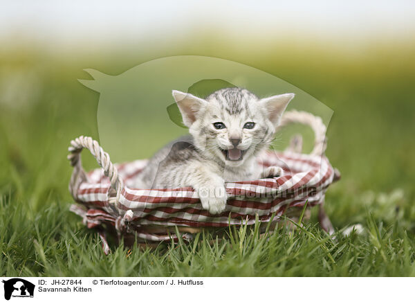 Savannah Kitten / JH-27844