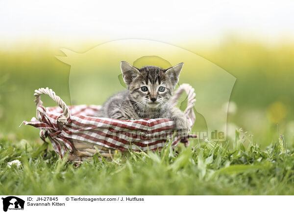 Savannah Kitten / JH-27845