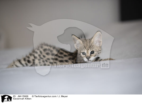 Savannah Ktzchen / Savannah Kitten / JM-15968