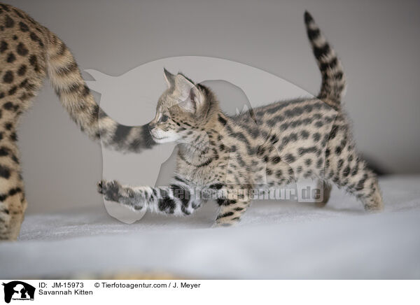 Savannah Kitten / JM-15973
