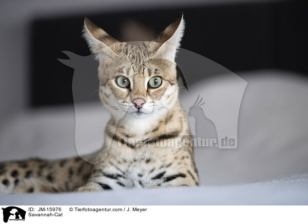 Savannah-Katze / Savannah-Cat / JM-15976