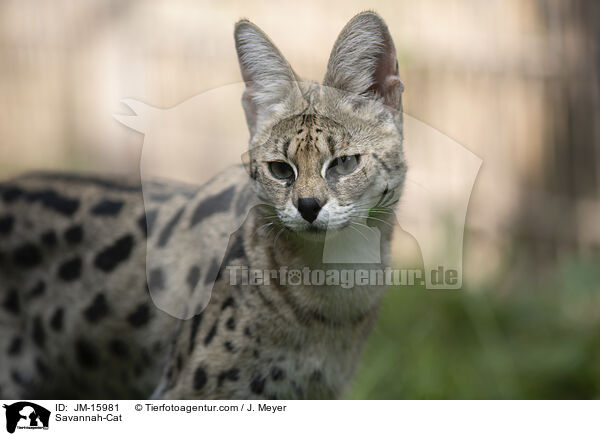 Savannah-Katze / Savannah-Cat / JM-15981