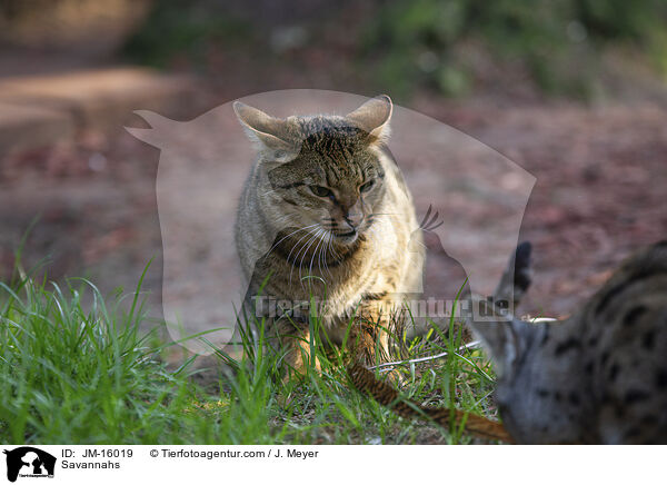 Savannah-Katzen / Savannahs / JM-16019