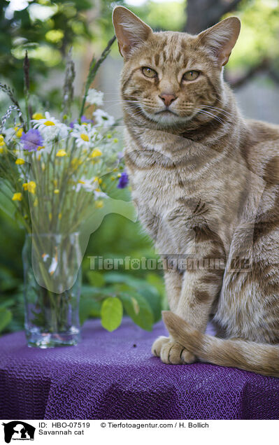 Savannah cat / HBO-07519