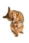 Savannah tomcat