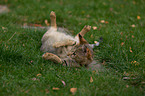 rolling Savannah