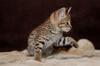 Savannah Kitten