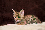 Savannah Kitten