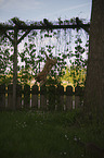 jumping Savannah cat