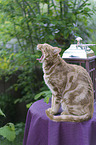 yawning Savannah cat