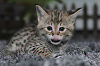 Savannah Kitten