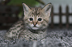 Savannah Kitten