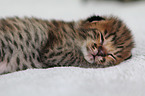 Savannah Kitten