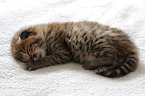 Savannah Kitten