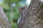 Savannah kitten