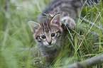 Savannah kitten