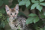 Savannah kitten portrait