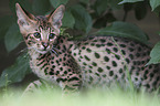 Savannah kitten