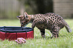 Savannah kitten