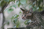 Savannah kitten