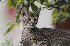 Savannah kitten portrait