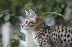 Savannah kitten portrait