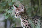 Savannah kitten portrait