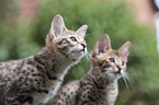 two Savannah kittens