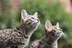 two Savannah kittens