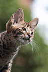 Savannah kitten portrait