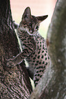 Savannah kitten climbs on tree