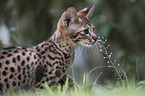 Savannah kitten