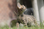 standing Savannah kitten