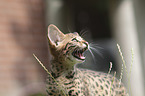 Savannah kitten portrait
